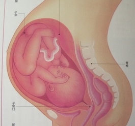 臨月の妊婦のお腹 賛美 Usa
