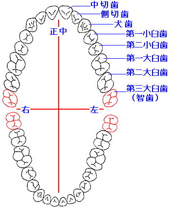 歯の図